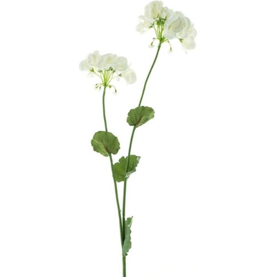 Pelargonie (Pelargonium) růžová V95 cm (969027)