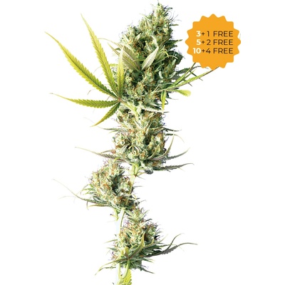 Sensi Seeds Durban semena neobsahují THC 3 ks