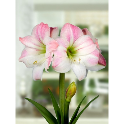 Amarylis 'Appleblossom' 1 ks