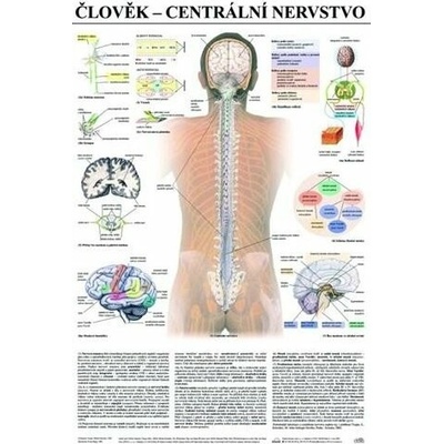 Schéma - ľudské centrálne nervstvo - CZ - 67x96 cm