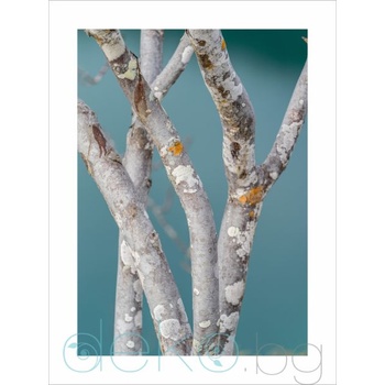 Image 1 of Принт Брези (Print126)