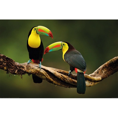 Plagát, Obraz - Vtáky - Toucan, 91.5 × 61 cm