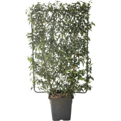 Vavrínovec portugalský na špalieri FloraSelf Prunus lusitanica výška 120 cm x šírka 80 cm kvetináč 30 l