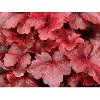 Heuchera Galaxy