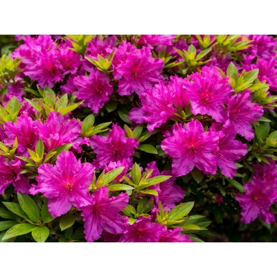 Azalka japonská Purple Splendor na 50-60 cm kmienku, výška 80-100 cm, kvetináč 12 l
