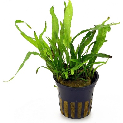 Microsorium pteropus Narrow - Hnědovka křídlatá