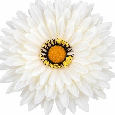 Umelá gerbera krémová 15 cm