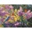 Cobble Hill - Puzzle Spring Interlude - 500 piese