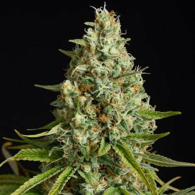 Silent Seeds Amnesia Lemon semena neobsahují THC 3 ks