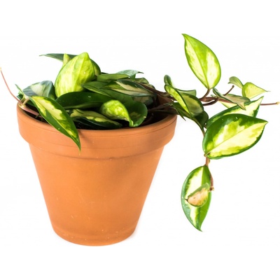 Gardners Hoya carnosa Tricolor, průměr 12 cm Hoja, Voskovka