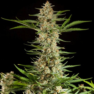 Philosopher Seeds Fraggle Skunk AUTO semena neobsahují THC 5 ks