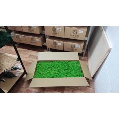Stabilizovaný mach – sobí - lišajník – Reindeer moss - svetlo zelený - celé balenie 5kg