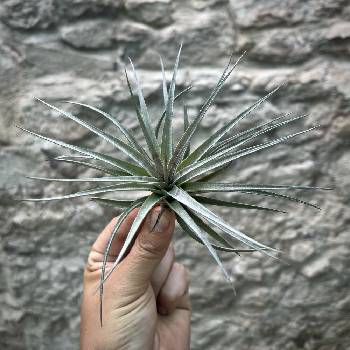 Tillandsia concolor