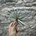 Tillandsia concolor