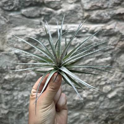 Tillandsia concolor