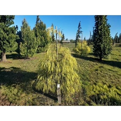 Cypruštek lawsonov Golden Sprinklers, výška 30-50 cm, kvetináč 19 cm
