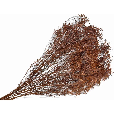 Sušené kvety Broom Bloom kytica 100g - hnedé