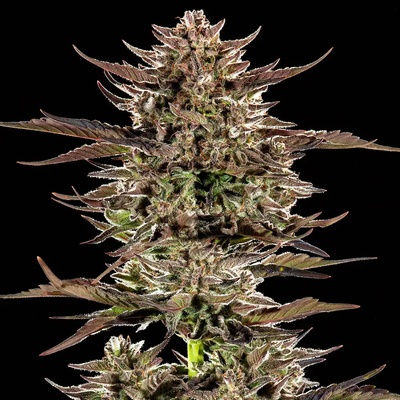 Barney´s Farm Frosted Zinn x 3 Bears OG Auto semienka neobsahujú THC 3 ks