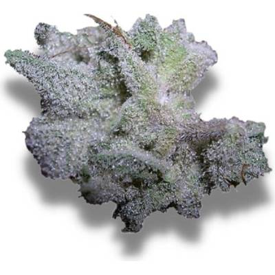 Growers Choice Braindamage semena neobsahují THC 5 ks