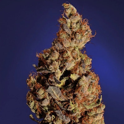 Soma Seeds Somari semienka neobsahujú THC 10 ks