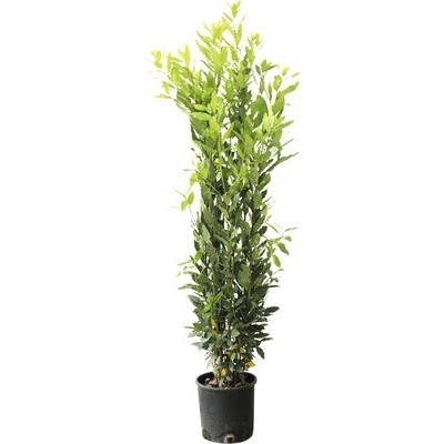 Vavrín pravý FloraSelf Laurus nobilis 80-100 cm kvetináč 5 l