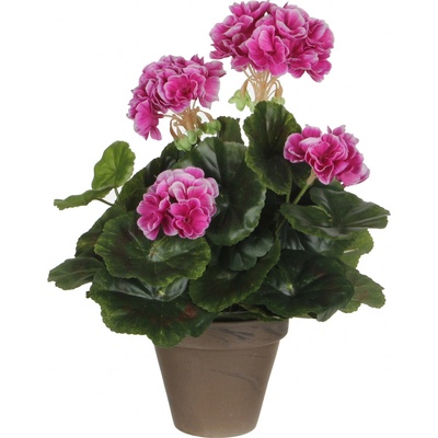 Pelargónie - Geranium H34, P20 cm fialová v květináči (A950216)