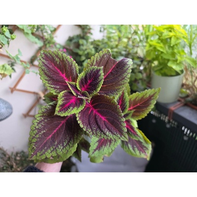 PlantBros flower Coleus 2