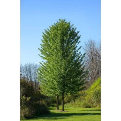 Javor poľný (Acer campestre) ´QUEEN ELISABETH´ - výška 310-320 cm, obvod kmeňa 8/10 cm, kont. C30L