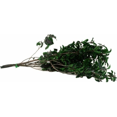 Stabilizované rastliny - Pittosporum zelený