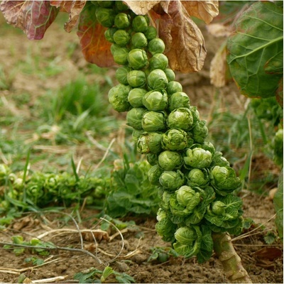 Kapusta růžičková Danet F1 - Brassica oleracea - osivo kapusty - 40 ks