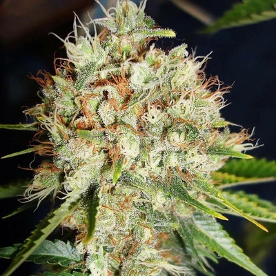 Ministry of Cannabis Big Bud XXL semena neobsahují THC 2 ks