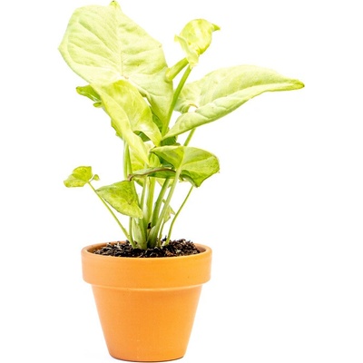 Gardners Syngonium Confetti, průměr 6 cm Syngonium, Syngónium