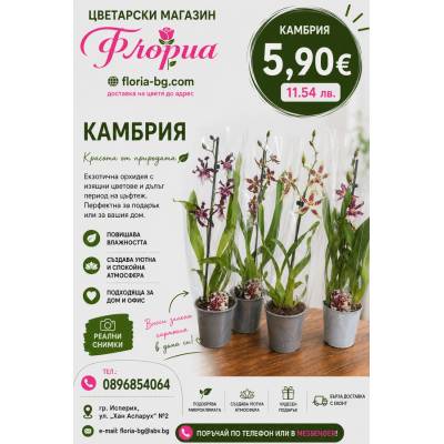 Камбрия