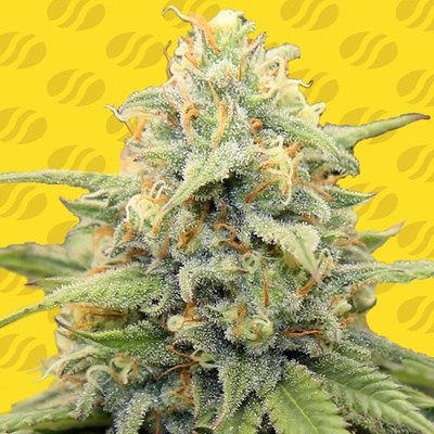 Original Sensible Seeds Apple Fritter Auto semienka neobsahujú THC 10 ks