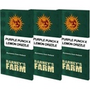 Barney's Farm Purple Punch x Lemon Drizzle semena neobsahují THC 10 ks