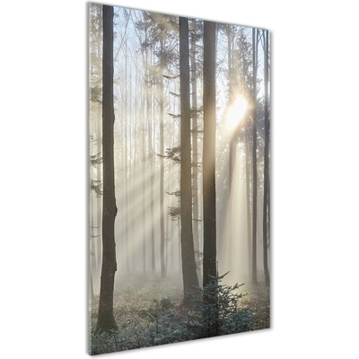 Vertikálny foto obraz sklenený Hmla v lese 50x100 cm