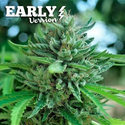 Delicious Seeds Delicious Cookies Early Version semena neobsahují THC 3 ks