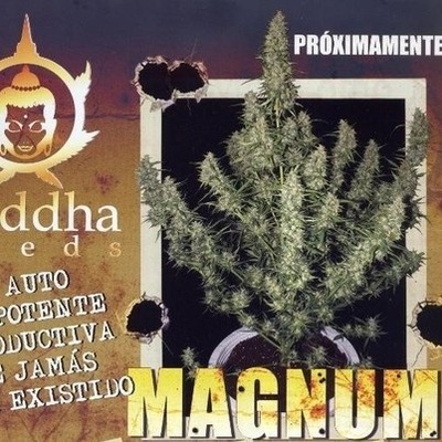 Buddha Seeds Magnum semena neobsahují THC 10 ks