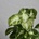 Syngonium Pixie baby