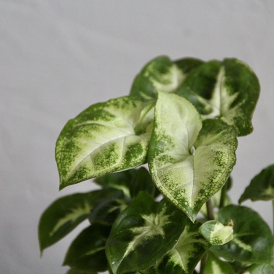 Syngonium Pixie baby