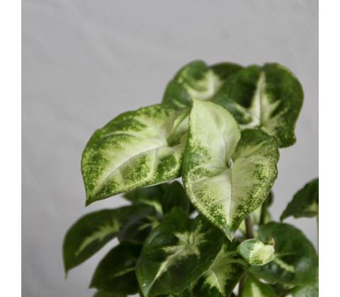 Syngonium Pixie baby
