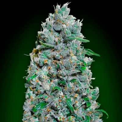 00 Seeds Bank Auto Afghan Mass XXL semienka neobsahujú THC 100 ks