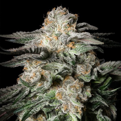 Silent Seeds Mint Candy semienka neobsahujú THC 10 ks