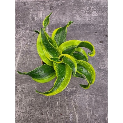 Dracaena Compacta Tornado mini (Kroucená dracena do víru)