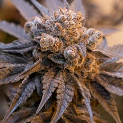 High Speed Buds Purple Punch AUTO semena neobsahují THC 3 ks