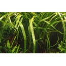 Cryptocoryne crispatula