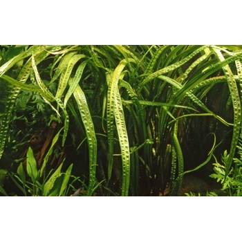 Cryptocoryne crispatula