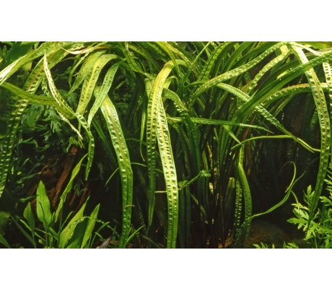 Cryptocoryne crispatula