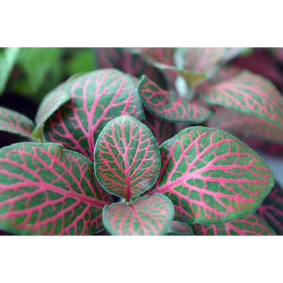 Fittonia Rood 5,5 cm