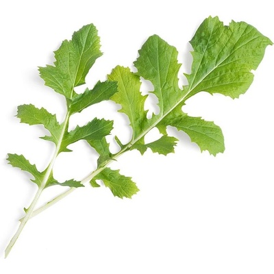 Veritable Вложка за семена Lingot листни зеленчуци namenia органични (VLIN-J10-Nam035)